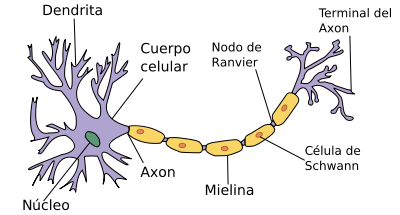 Neurona